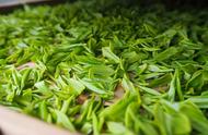 中国十大绿茶排行榜：香气浓郁，滋味醇厚，你喝过几款？