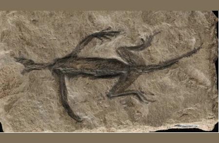 阿尔卑斯山的2.8亿年前恐龙化石可能是涂料绘制