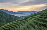 龙井绿茶：西湖的绿色瑰宝